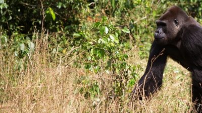 conservation science degrees study conservation science at uwe bristol
