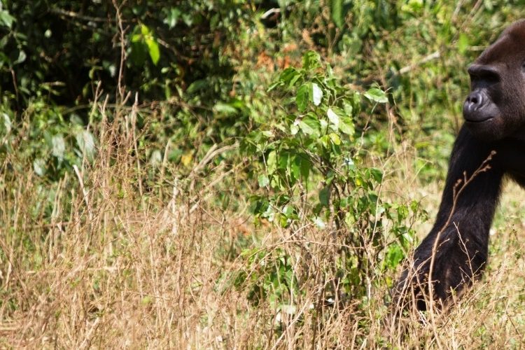 conservation science degrees study conservation science at uwe bristol