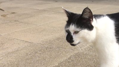 black and white campus cat strolling