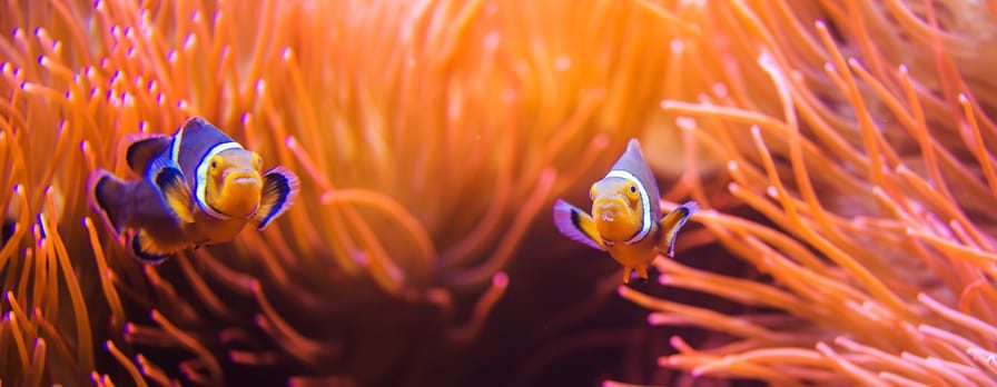 Coral Reef Life