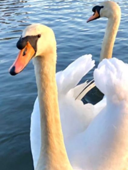 swans in the lake