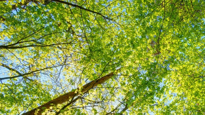 Plant, Tree, Vegetation