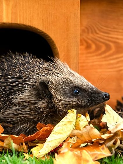 Animal, Hedgehog, Mammal