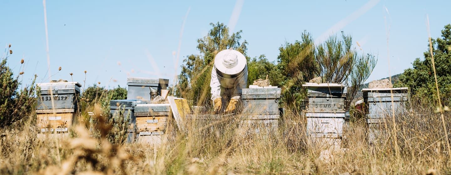 Beekeeper working collect honey