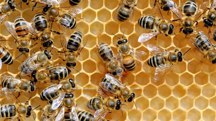 Close up view of the working bees on honey cells