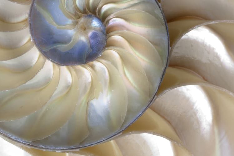 Animal, Invertebrate, Sea Life