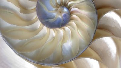 Animal, Invertebrate, Sea Life