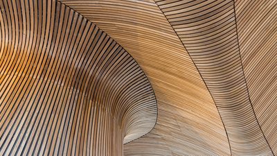 The wooden ceiling of a building