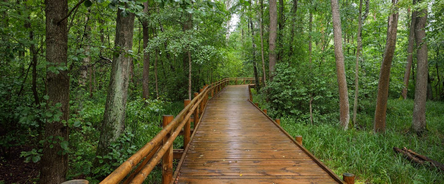 Wooden walkway through the forest