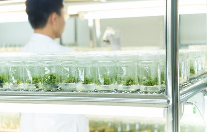 Student working in a laboratory growing plants