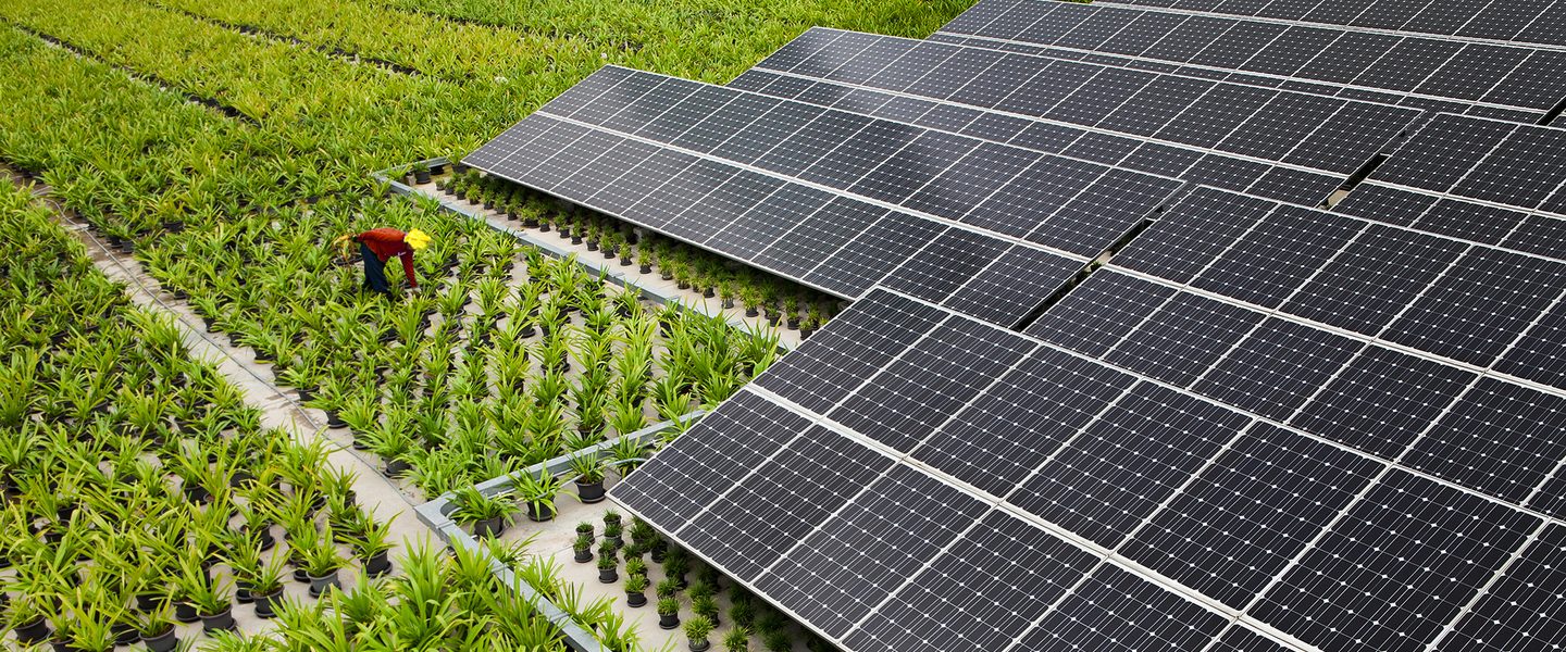 Solar panels in a solar farm