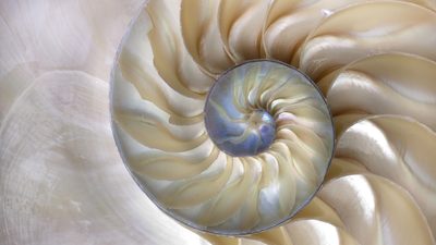 Spiral pattern that represents Fibonacci mathematical sequence