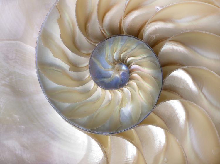 Spiral pattern that represents Fibonacci mathematical sequence