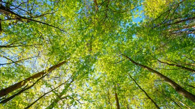 Forest trees view from the ground