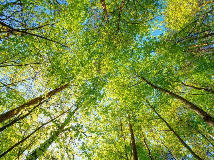 Forest trees view from the ground