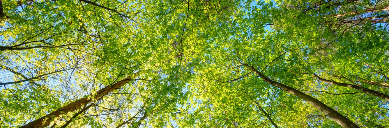 Forest trees view from the ground