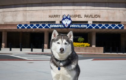 UConn mascot, Jonathan XIV, sitting near Gampel Pavilion