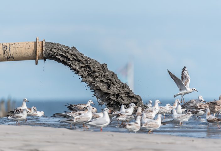 Sludge pollution pouring into the Baltic sea surrounded by the seagulls