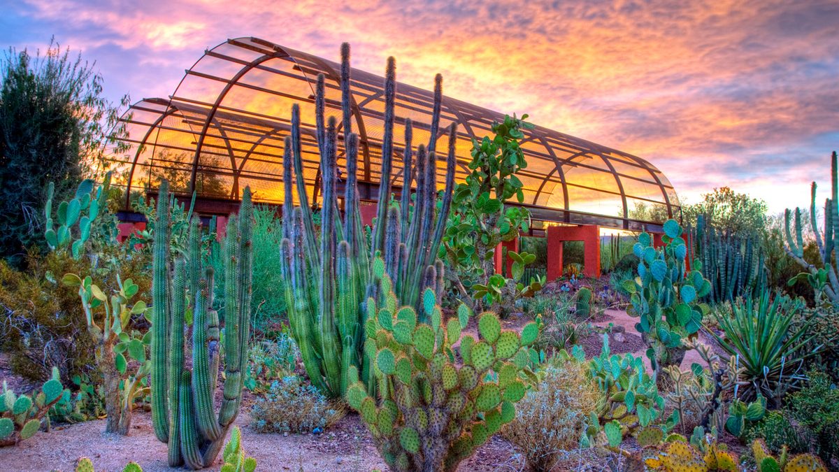 Desert Botanical Garden in Arizona