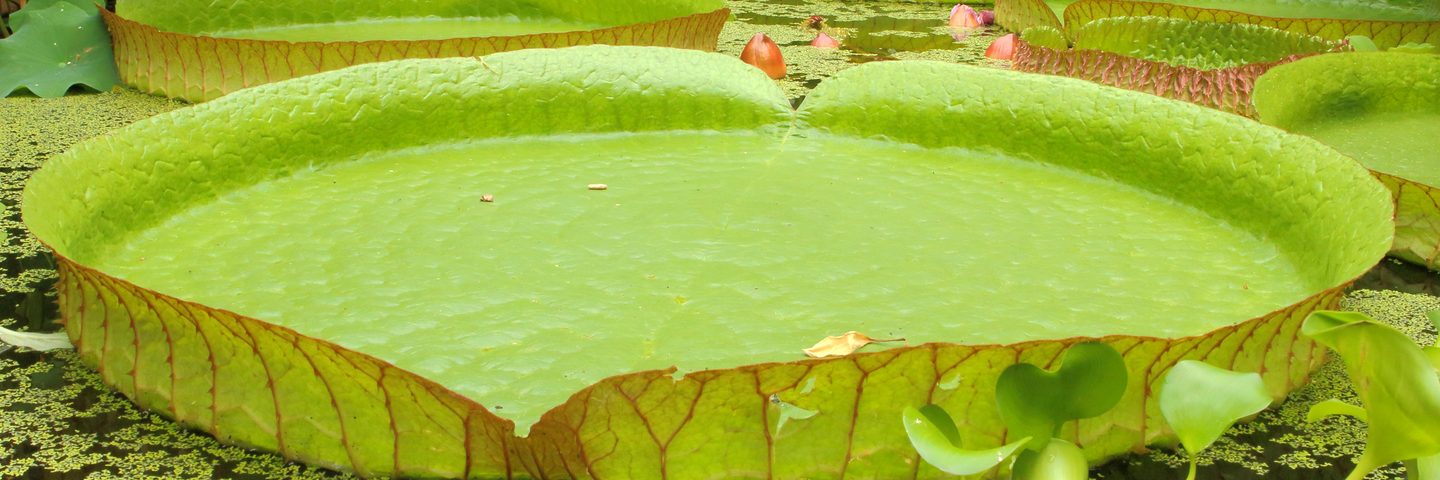 Leaf of a giant Santa Cruz water lily plant