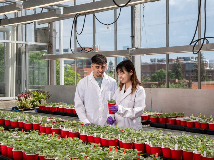Two students studying at U of A greenhouse