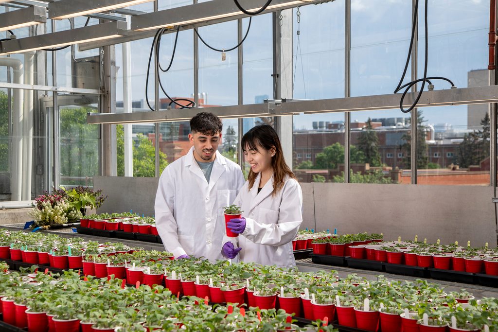 Two students studying at U of A's greenhouse