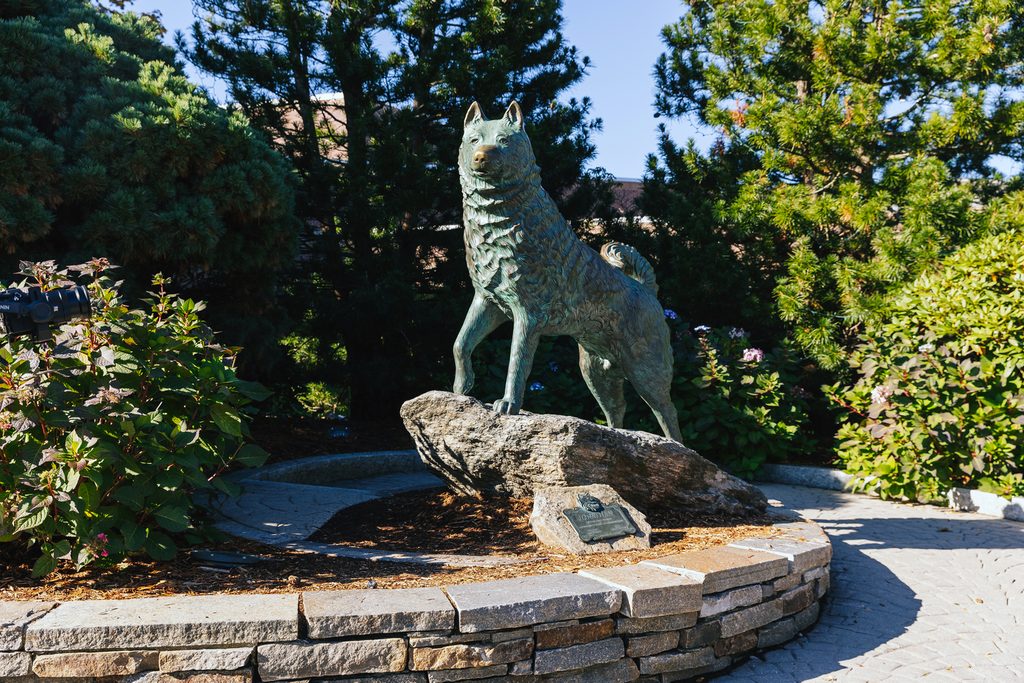 A statue of the founding husky of University of Connecticut Storrs campus