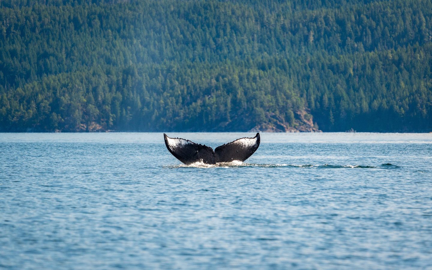 Animal, Mammal, Sea Life