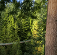 Plant, Tree, Fir